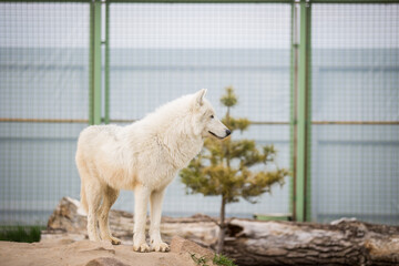 Fototapeta premium Arctic White Wolf Canis lupus arctos aka Polar Wolf or White Wolf