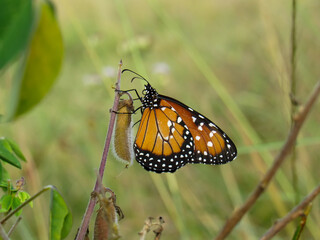 Danaus gilippus. This beautiful orange butterfly is related to the well-known monarch butterflies