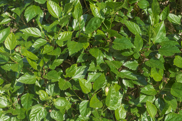 Fototapeta na wymiar Organic textures - Tropical Green Leafs