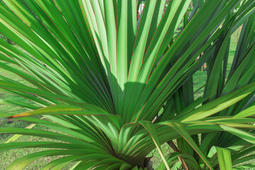 Organic textures - Palm Green leaf