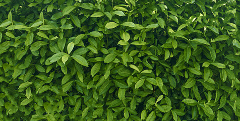 Naklejka na ściany i meble Organic textures - Tropical Green Leafs