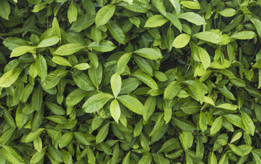 Fototapeta na wymiar Organic textures - Tropical Green Leafs