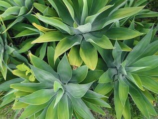 Fototapeta premium Organic textures - Palm Green leaf
