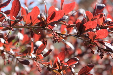 Кусты и деревья весной