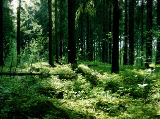Fototapeta na wymiar Summer forest, Helsinki Central park, Finland