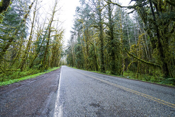 Hoh Road in the Hoh rain forest at Olympic National Park - FORKS - WASHINGTON