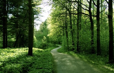 Summer forest, Helsinki Central park, Finland