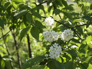 White flower, Helsinki, Finland