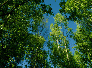 Fototapeta premium Summer forest, Helsinki Central park, Finland
