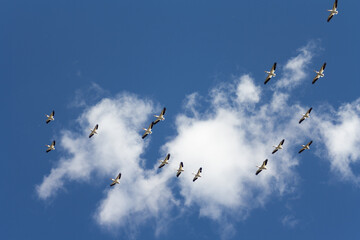 Flock of Pelicans flying