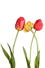 Three tulips isolated on a white background