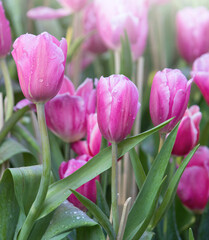 Pink tulip flower fields blooming in the garden