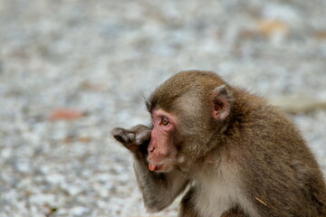 ニホンザル　宮崎県日南市