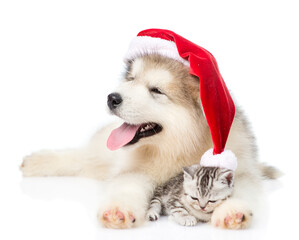 Kitten and alaskan malamute puppy in red santa hat. isolated on white background
