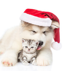 Fototapeta na wymiar Scottish Kitten and alaskan malamute puppy in red christmas hat. isolated on white background