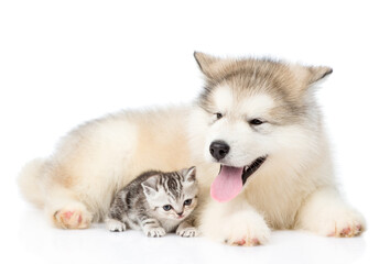 Tabby kitten lying with Alaskan malamute puppy. isolated on white background