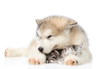 Puppy hugging sleeping kitten. isolated on white background