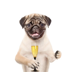 Puppy holding glass of champagne. isolated on white background