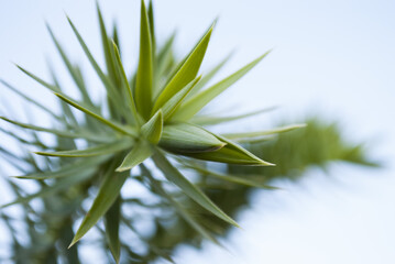 macro shot of young pine tree leaves 