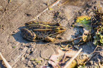 Naklejka premium Frog in the mud