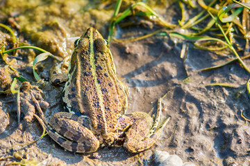 Naklejka premium Frog in the mud