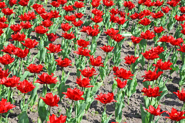 Beautiful tulip flower