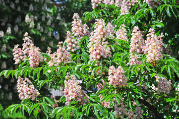 Fototapeta premium Spring blossoming chestnut (Castanea sativa) flower