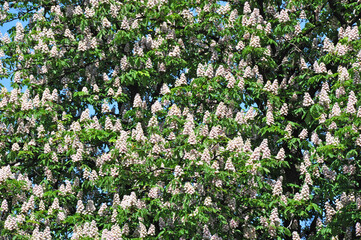 Spring blossoming chestnut (Castanea sativa) flower