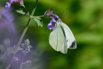 モンシロチョウ