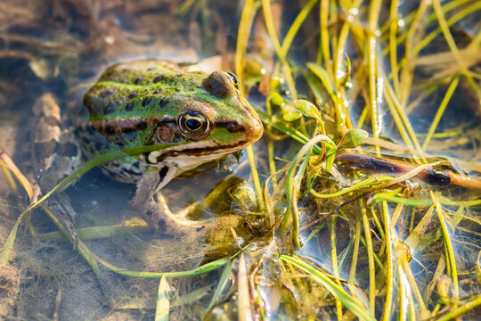 Frog in the water 