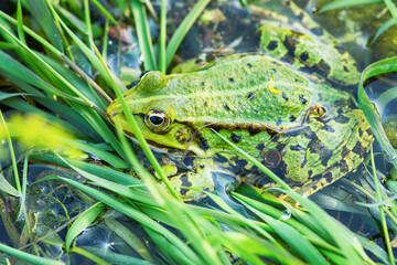 Naklejka premium Frog in the water 