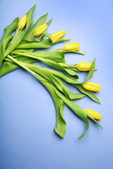 Beautiful tulips on color background
