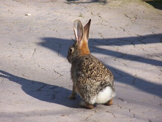 A Bunny Rabbit with Cotton Tail