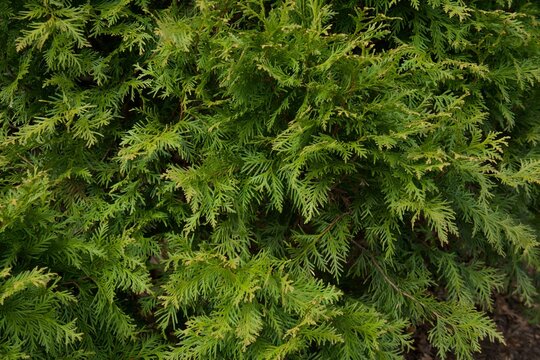 Pine Tree Close Up