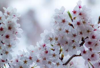 Sakura Blooming