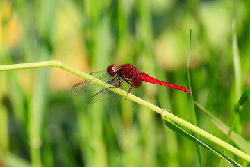ショウジョウトンボ