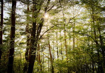 Obraz premium Sun Shining Through Trees