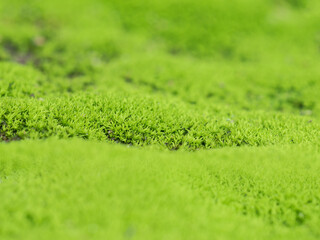 Green moss grow on old wall