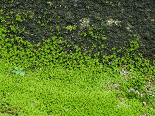 Green moss grow on old wall