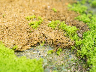 Green moss grow on old wall