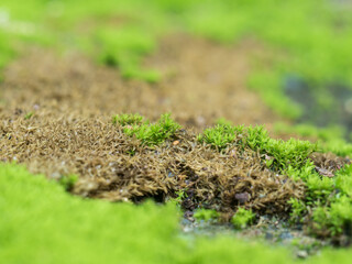 Green moss grow on old wall