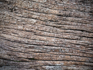 Texture and background of old  log