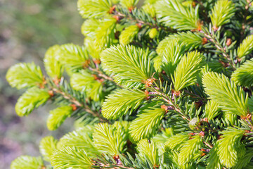Decorative dwarf tree larch "Nidiformis" ( lat. Picea abies "Nidiformis")
