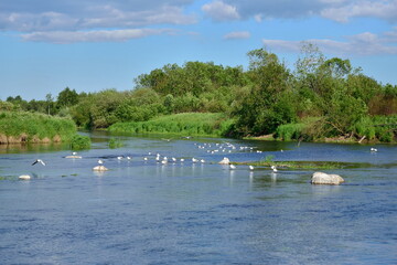 The river in the field and the gulls on the rocks of Sunny day