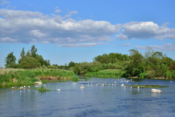 The river in the field and the gulls on the rocks of Sunny day