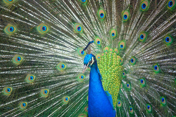 Naklejka premium The head of the thoughtful peacock