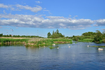 Fototapeta premium The river in the field and the gulls on the rocks of Sunny day