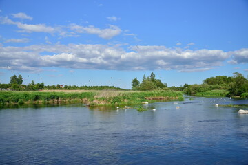 Seagulls sitting on the rocks in the middle of the river Sunny day