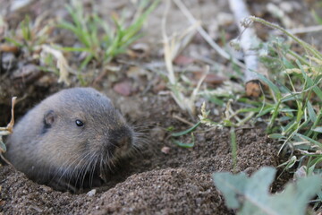 A Gopher