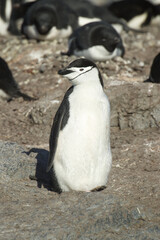 Chinstrap penguin in the antarctic.